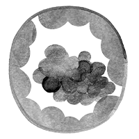 01_Save_Freeze_4_Embryo_no-bg.png